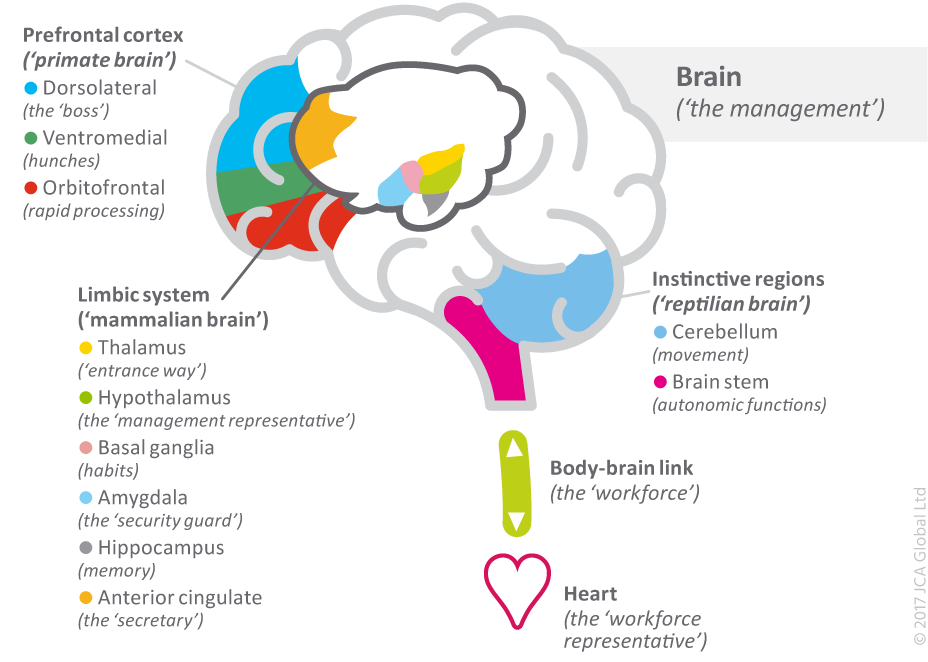 Brain heart перевод. Эмоциональный интеллект. Эмоциональный интеллект диаграмма. Парциальный интеллект это. Эмоциональный интеллект дошкольника диаграмма.